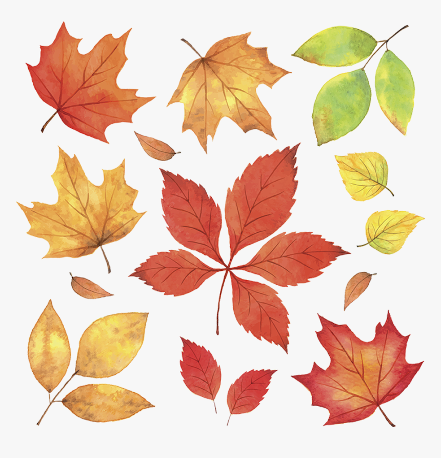 Transparent Red Leaves Png - Free Real Falling Autumn Leaves, Png Download, Free Download