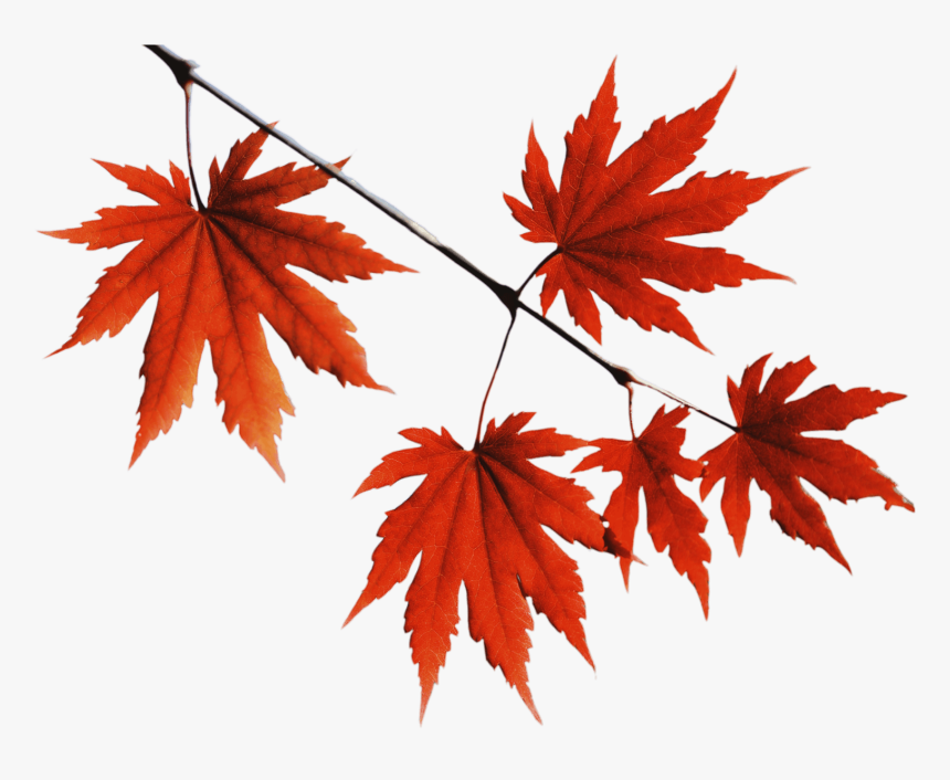 Transparent Red Leaf Png - Red Leaves Png, Png Download, Free Download