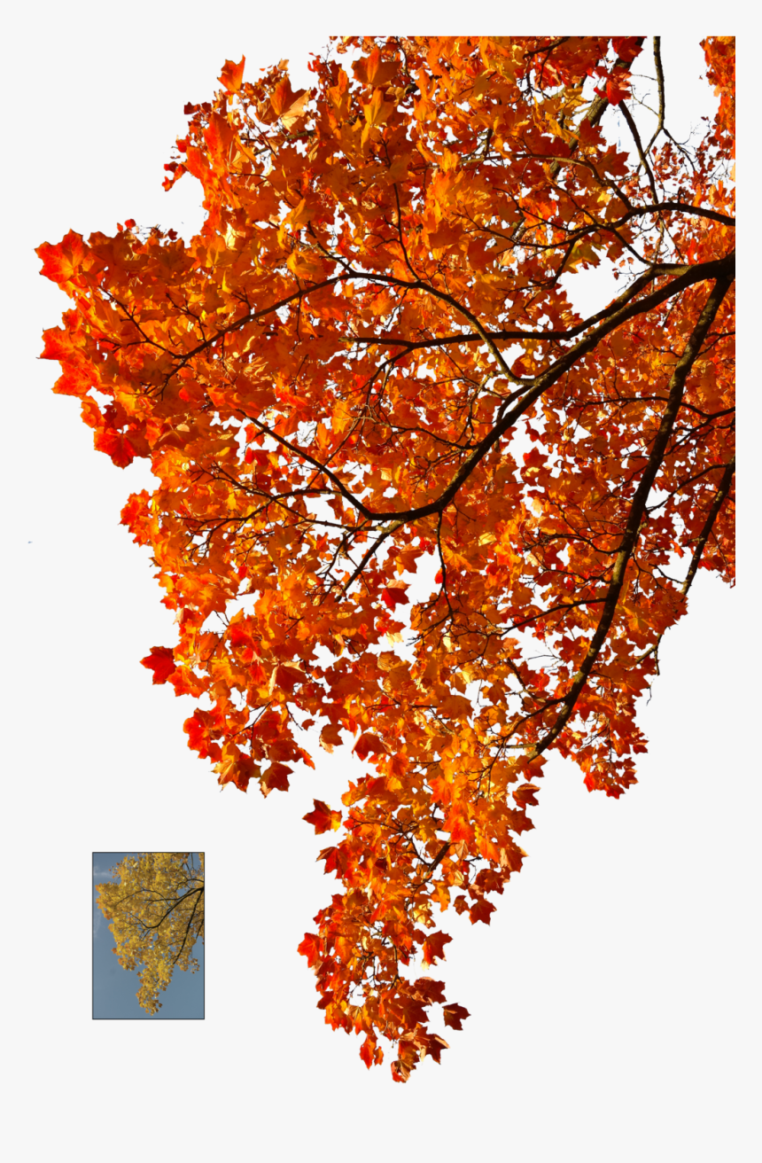 Transparent Autumn Leaves Background Clipart - Fall Tree Branch Png, Png Download, Free Download