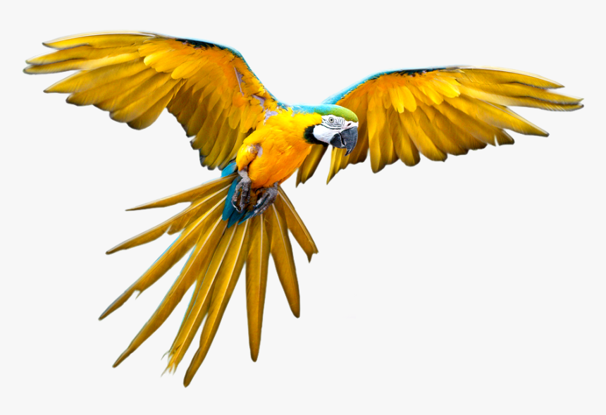 Liked Like Share - Transparent Flying Parrot Png, Png Download, Free Download