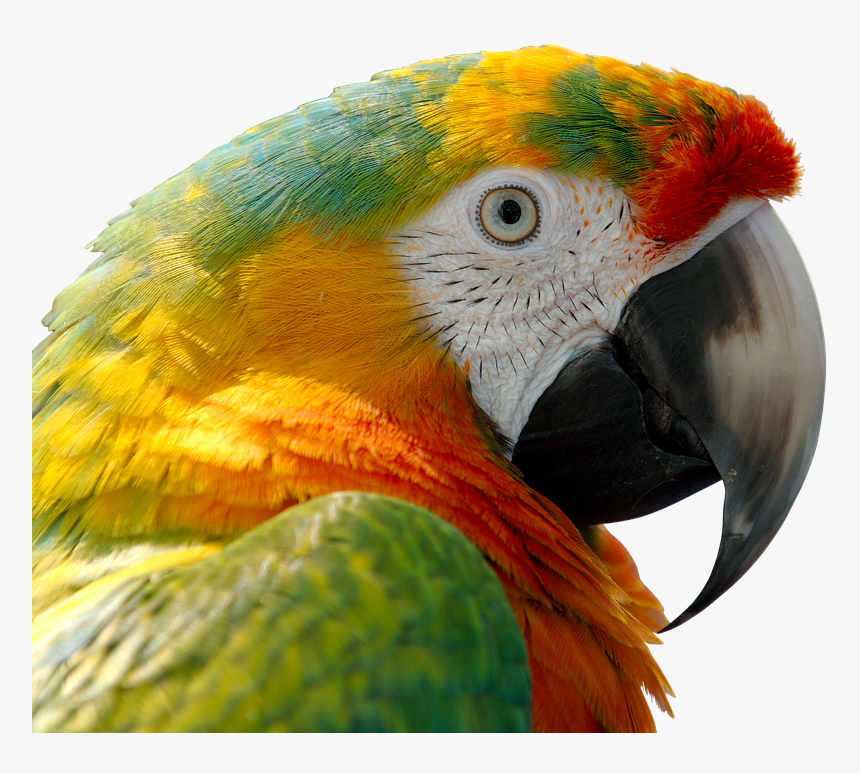 Transparent Guacamaya Png - Animals In Tropical Region, Png Download, Free Download