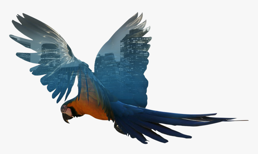 Macaw, HD Png Download, Free Download