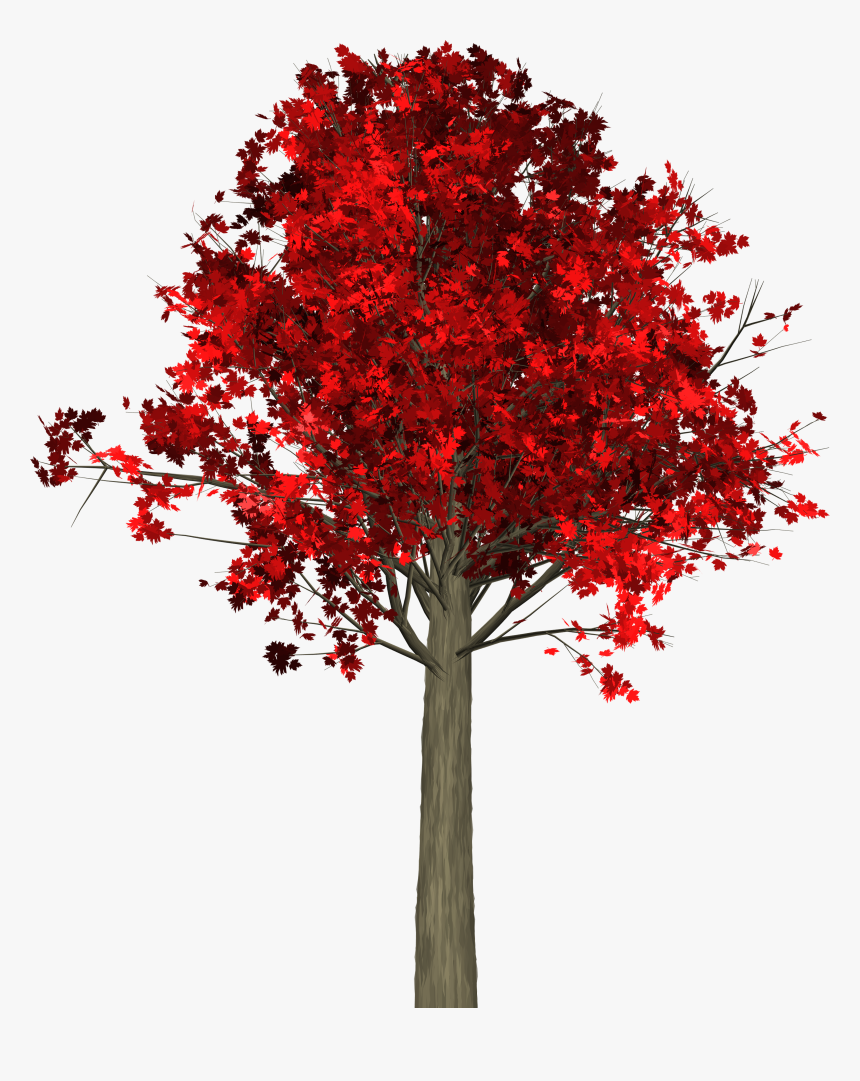 Tree, Leaves, Autumn, Fall, Branches, Isolated, Nature - Arboles De Hoja Caduca Roja En Otoño, HD Png Download, Free Download