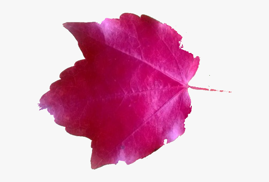 Pink Leaves Png - Leave Pink Png, Transparent Png, Free Download
