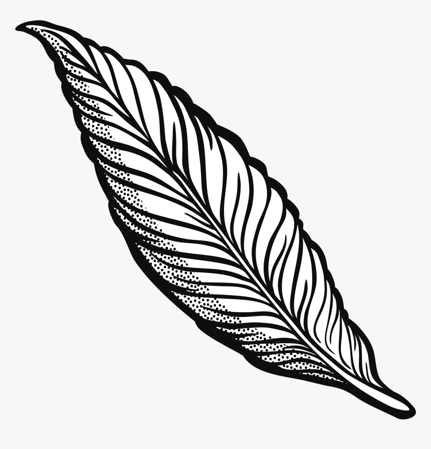 Turkey Feather Clipart Transparent Download Outline - Clip Art Feather, HD Png Download, Free Download
