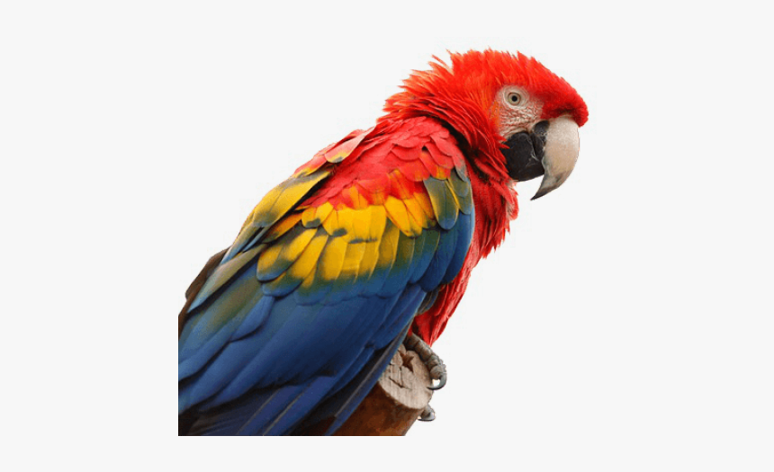 Macaws Png, Transparent Png, Free Download