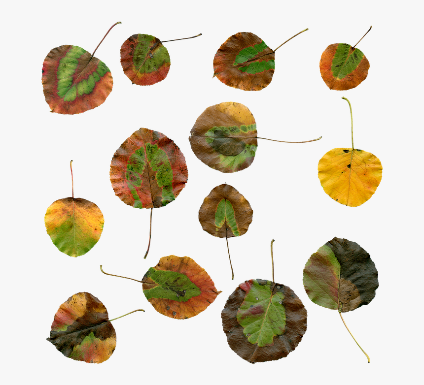 Autumn, Leaves, Autumn Leaves, Foliage, Red, Color - Autumn, HD Png Download, Free Download