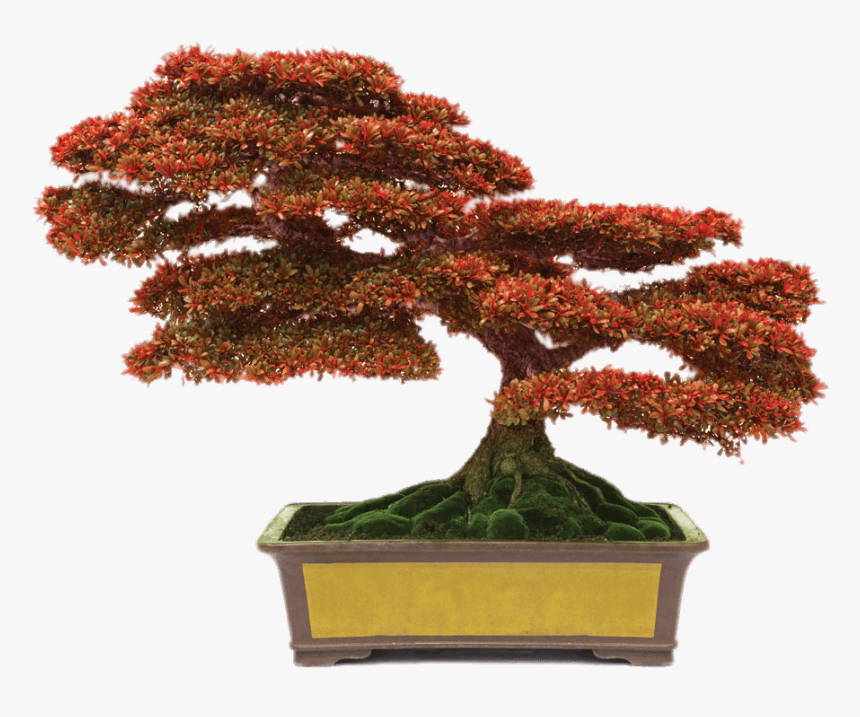 Bonsai With Red Leaves - Bonsai Png, Transparent Png, Free Download