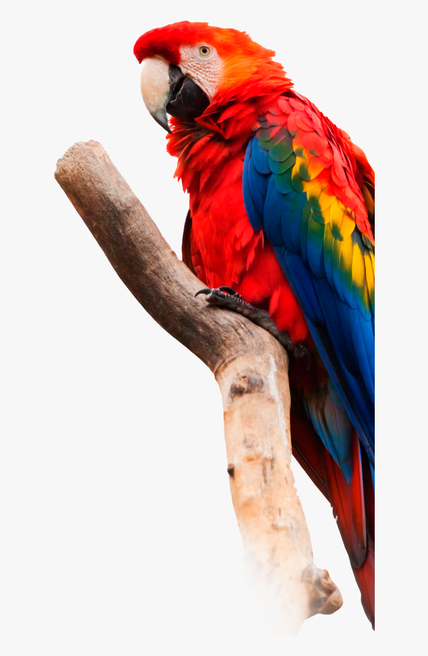 Scarlet Macaw White Background, HD Png Download, Free Download