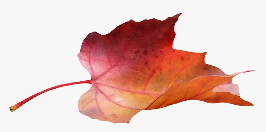 Transparent Blowing Fall Leaves Clipart - Fall Leaf Side View, HD Png Download, Free Download