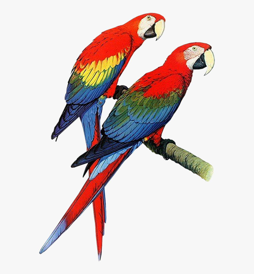 Parrot Clipart Two - Parrots Clipart, HD Png Download, Free Download