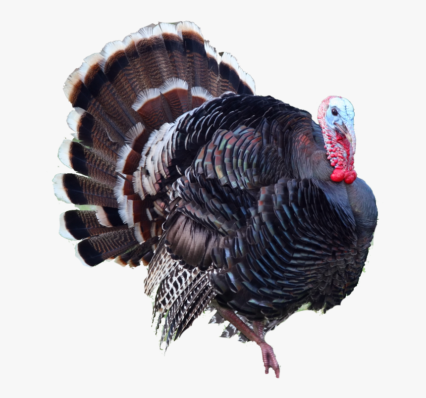 Turkey Bird Png - Turkey Png, Transparent Png, Free Download