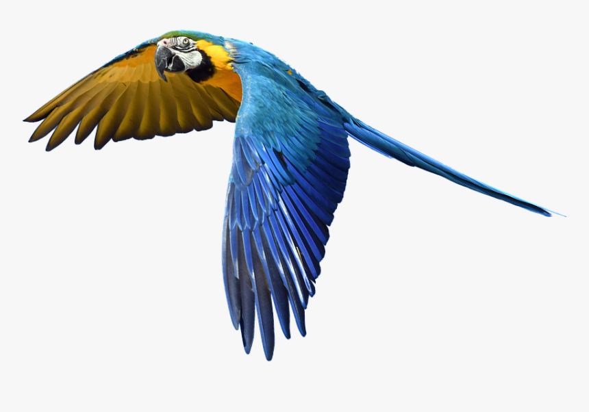 Free Photo Fly Flight Colorful Isolated Parrot - Transparent Background Flying Parrot Png, Png Download, Free Download