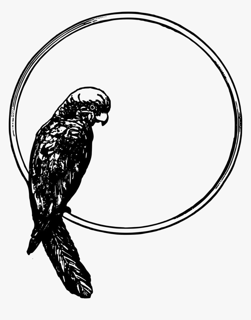 Parrot Frame - Bird In A Circle, HD Png Download, Free Download