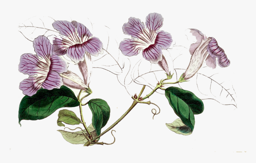 Violet - Trailing Arbutus Transparent Background, HD Png Download, Free Download