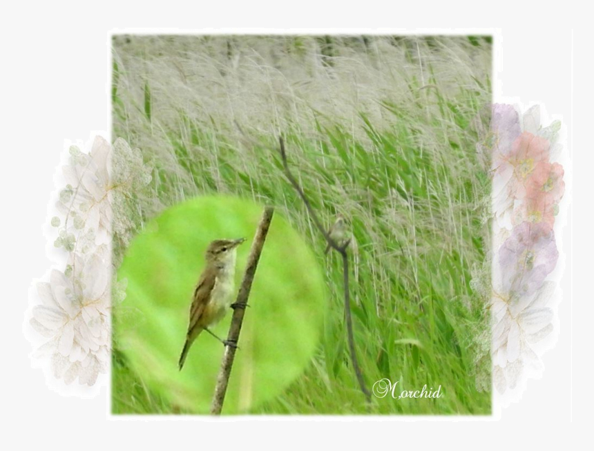 Grass, HD Png Download, Free Download