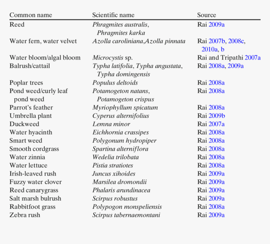 Wetland Plants List, HD Png Download, Free Download