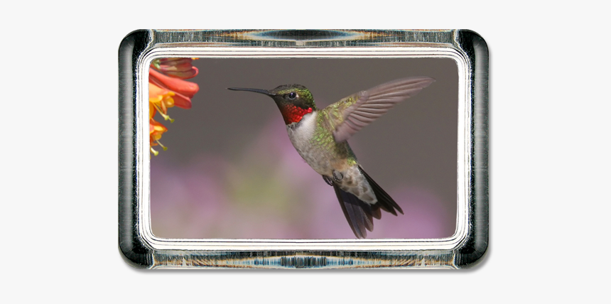 Ruby Throated Hummingbird, HD Png Download, Free Download