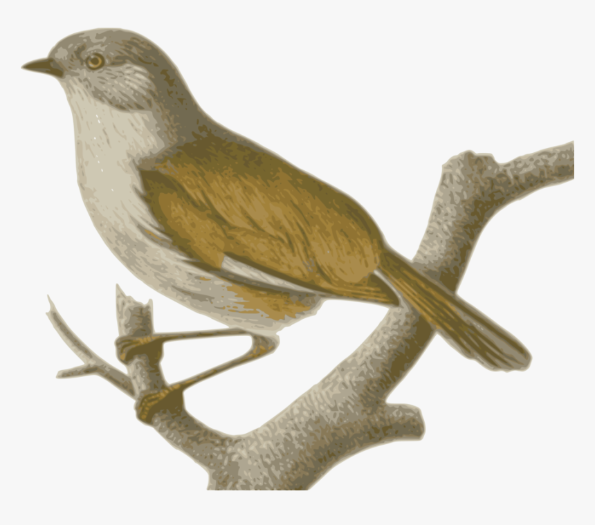 Wren,cuculiformes,wing - Chim Se Png, Transparent Png, Free Download