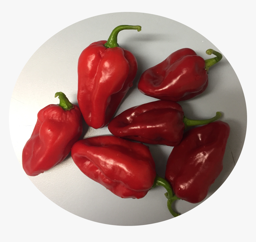 Capsicum Perpper, HD Png Download, Free Download