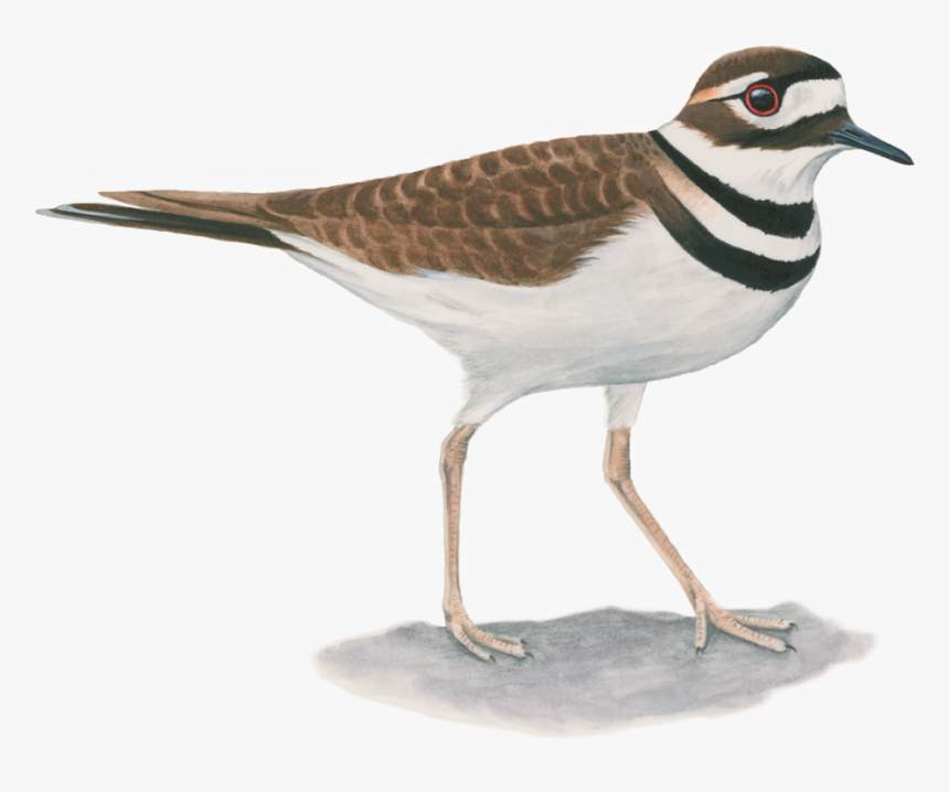 Killdeer - Pajaro Tildio, HD Png Download, Free Download