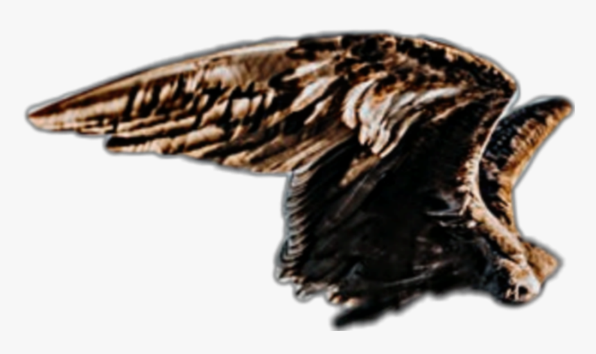 #wings #wing #bird #freedom #brown #flying #fly #birds - Eagle, HD Png Download, Free Download