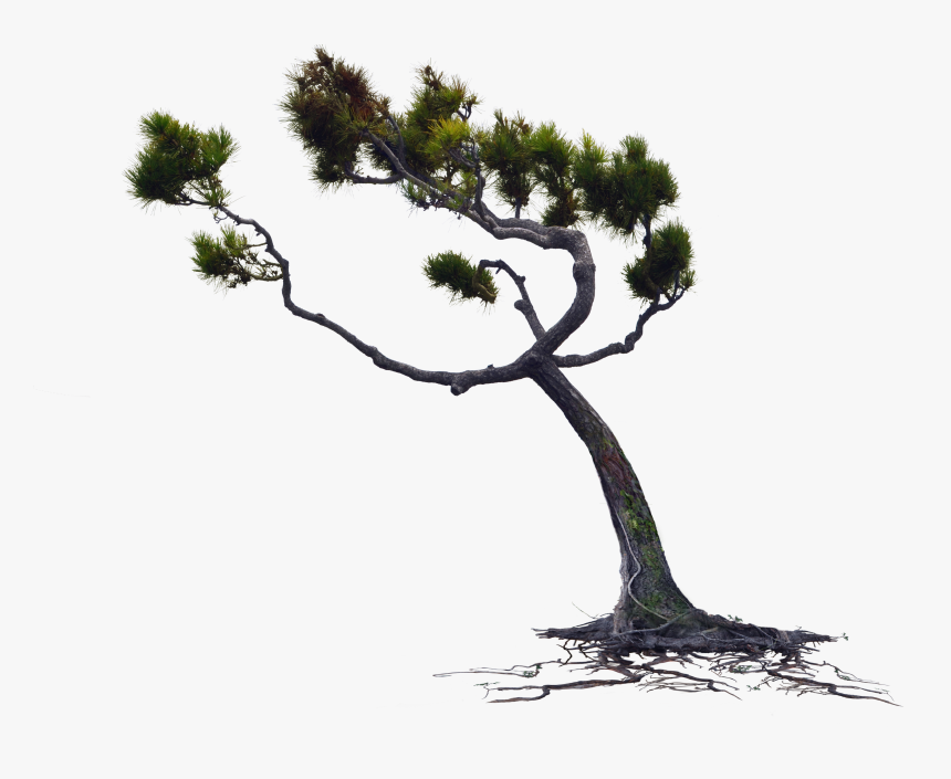 Windblown Owlkids Wind Blown Pine Tree Png Stock Photo - Tree Blowing In The Wind Png, Transparent Png, Free Download