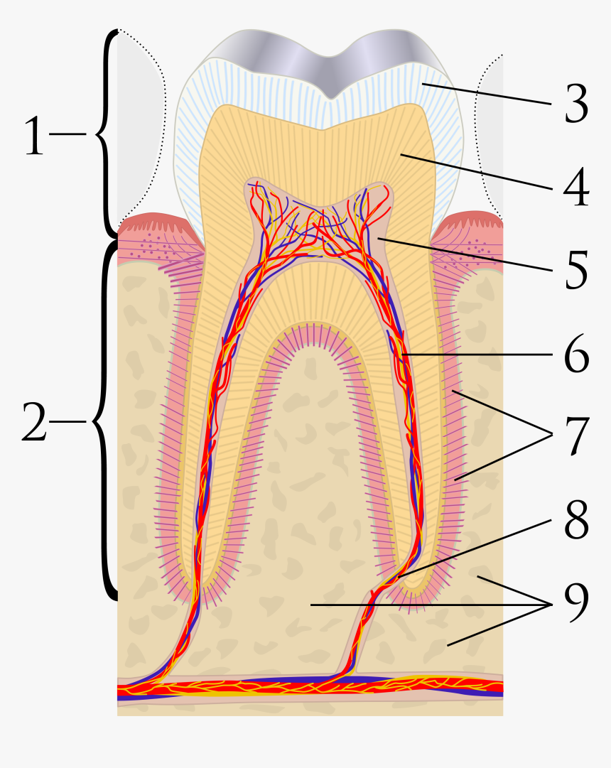 Cross Sections Of Teeth Labels - Structure Of Teeth Without Label, HD Png Download, Free Download