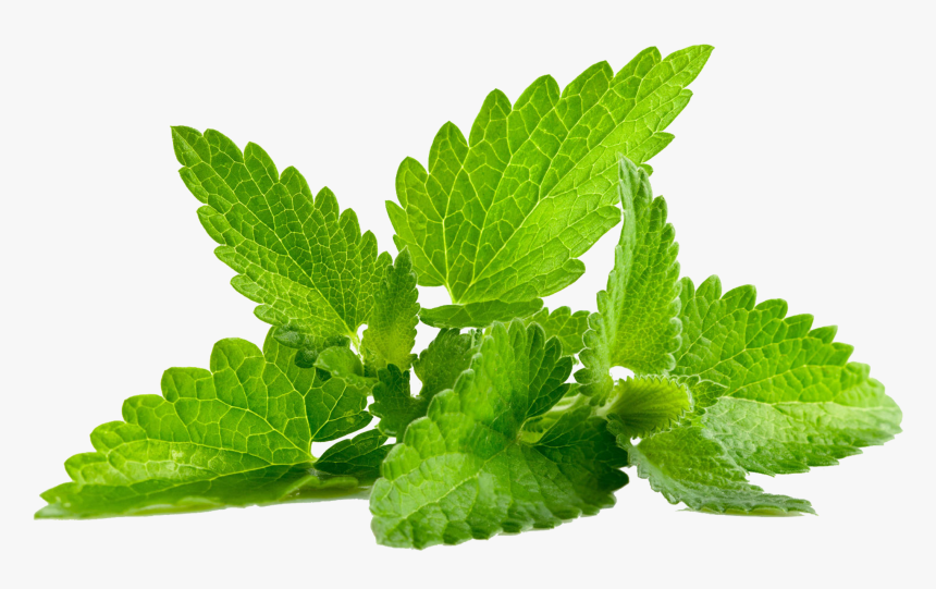Mint Pudina, HD Png Download, Free Download