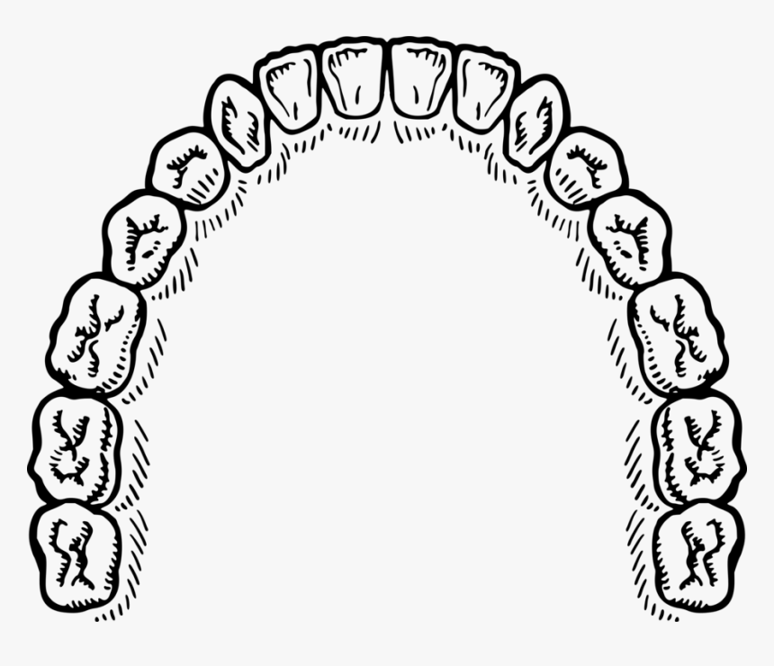 Line Art,circle,coloring Book - Mouth Of Teeth Vector, HD Png Download, Free Download
