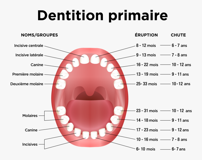 Baby Teeth, HD Png Download, Free Download