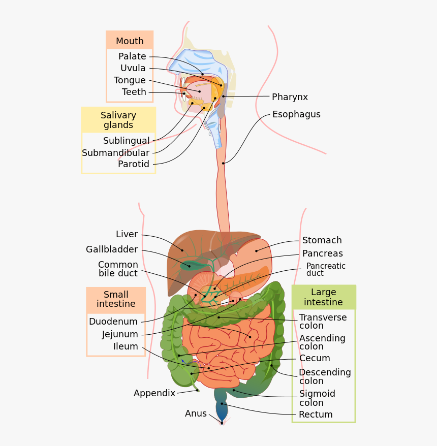 Digestive System Diagram En - Digestive System Diagram, HD Png Download, Free Download