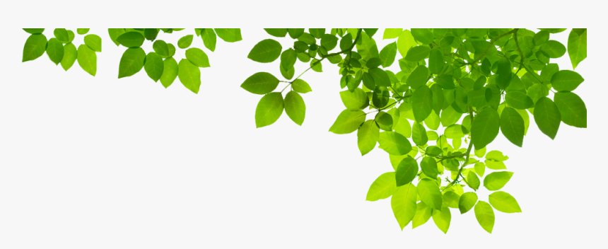 Green Leaf Png Photo - Green Leaves Border, Transparent Png, Free Download