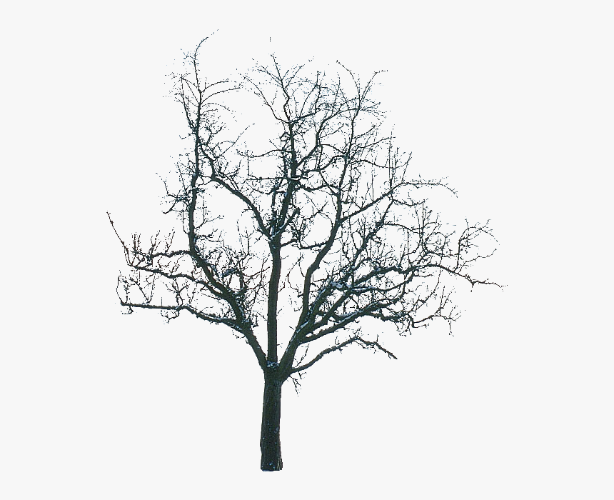 Tree Without Leaves Png, Transparent Png, Free Download