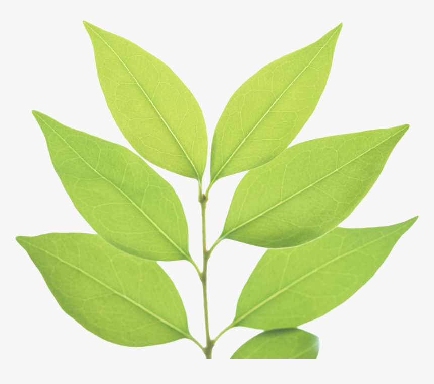 Now You Can Download Green Leaves Png Image Without - Transparent Background Green Leaves Png, Png Download, Free Download