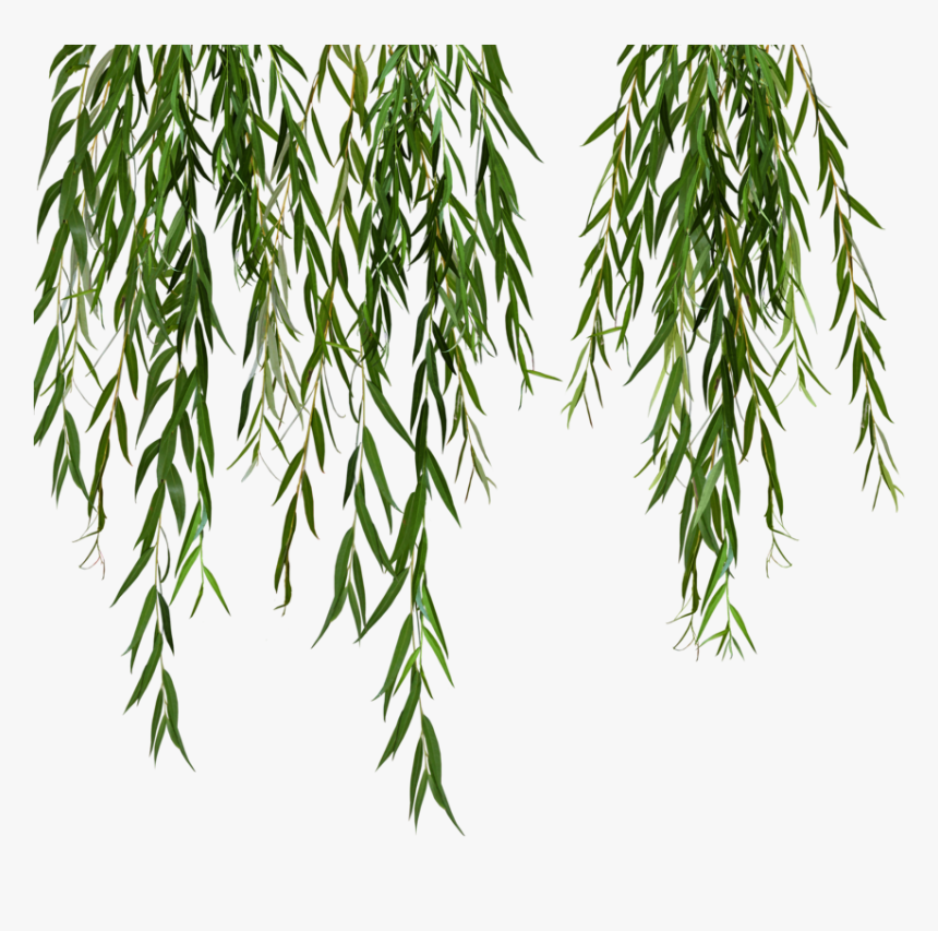 Willow Svg Black And White Stock - Weeping Willow Tree Png, Transparent Png, Free Download