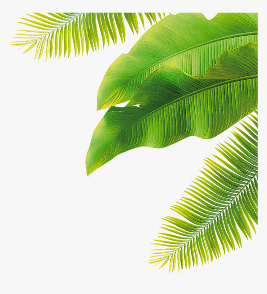 Leaves Fruit Green Flower Free Download Image - Transparent Background Banana Leaves Png, Png Download, Free Download