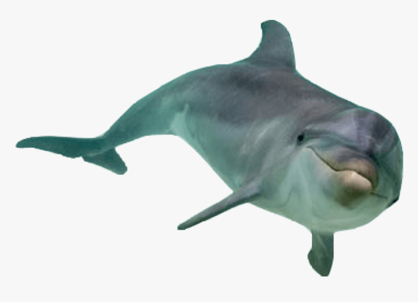 Transparent Dolphin Png - Dolphin Png, Png Download, Free Download