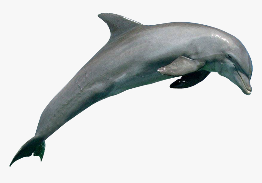 Transparent Dolphins Clipart - Dolphin Png, Png Download, Free Download