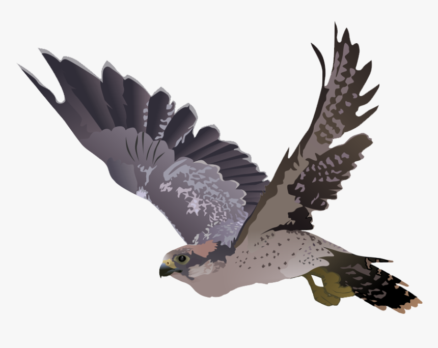 Portable Network Graphics Clip Art Transparency Falcon - Png Falcon Clip Art Transparent, Png Download, Free Download