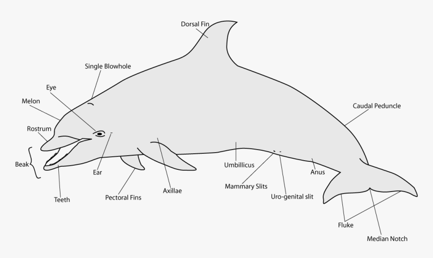 Clip Art Wdc Kidzone Anatomy A - Do Dolphins Look Like, HD Png Download, Free Download