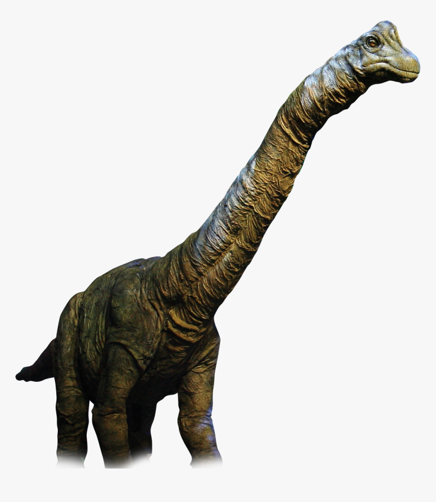 Real Dinosaur Png, Transparent Png, Free Download