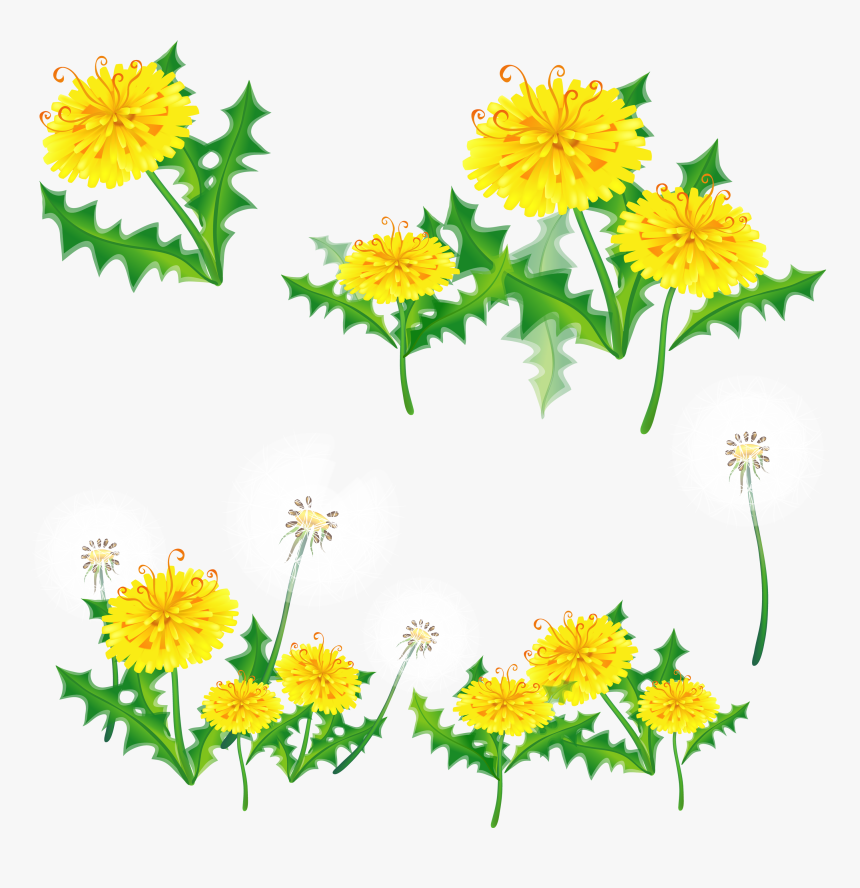 Dandelion Png Image - Yellow Border Flower Transparent, Png Download, Free Download