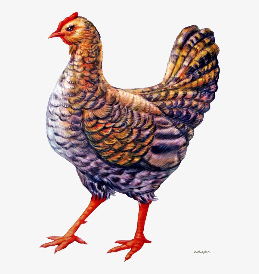 Chicken Clipart - Курица Рисунок Пнг, HD Png Download, Free Download