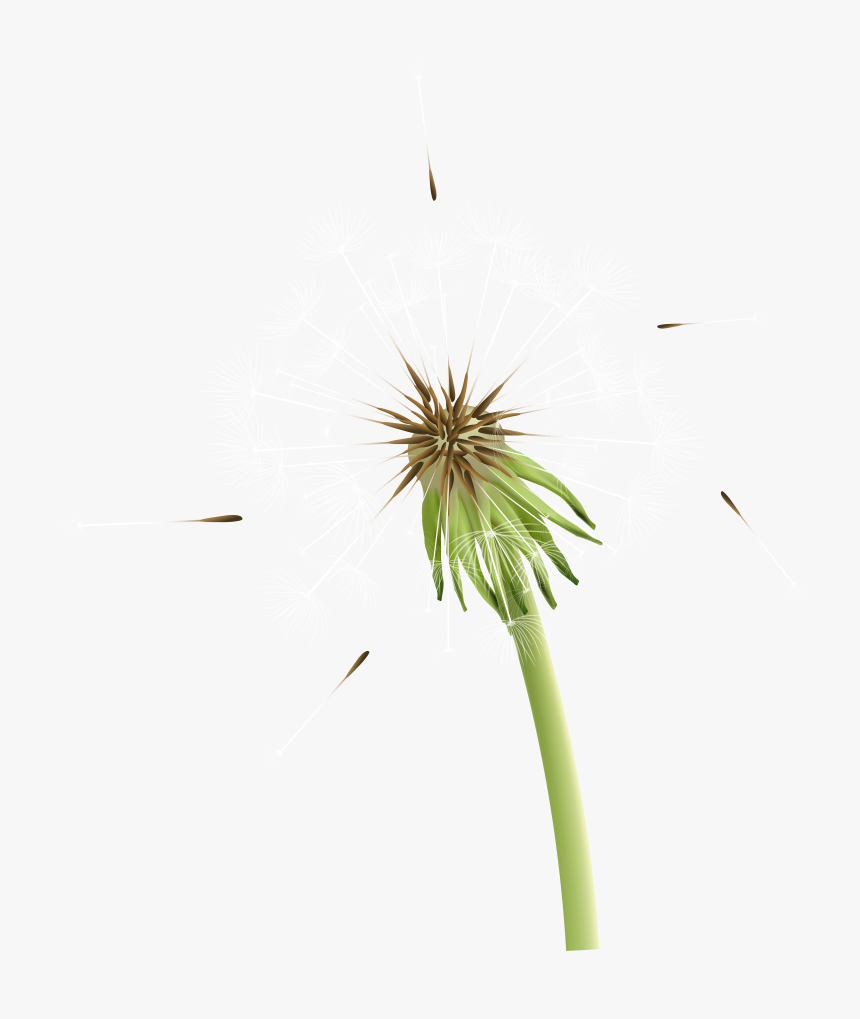 Dandelion Clipart Stem, HD Png Download, Free Download