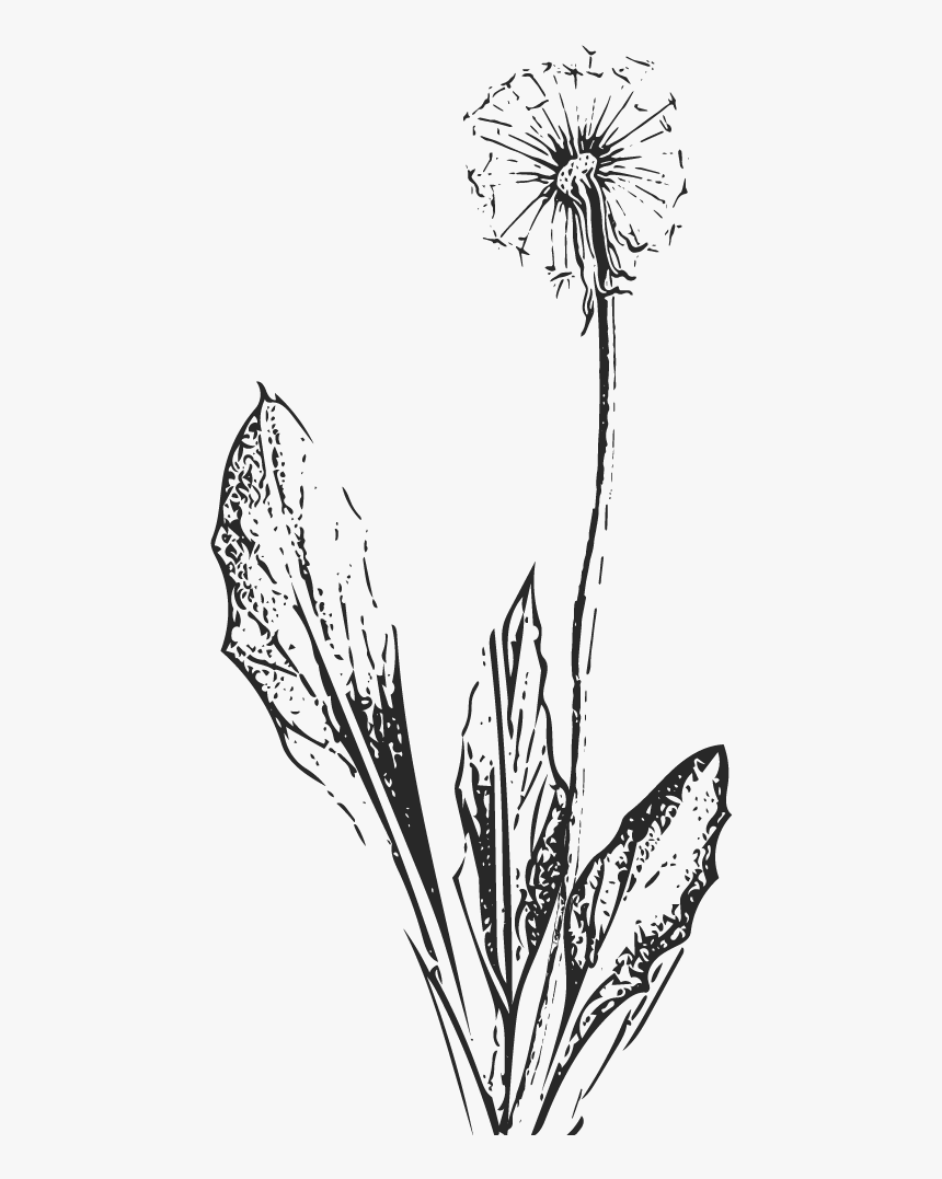 Dandelion, HD Png Download, Free Download