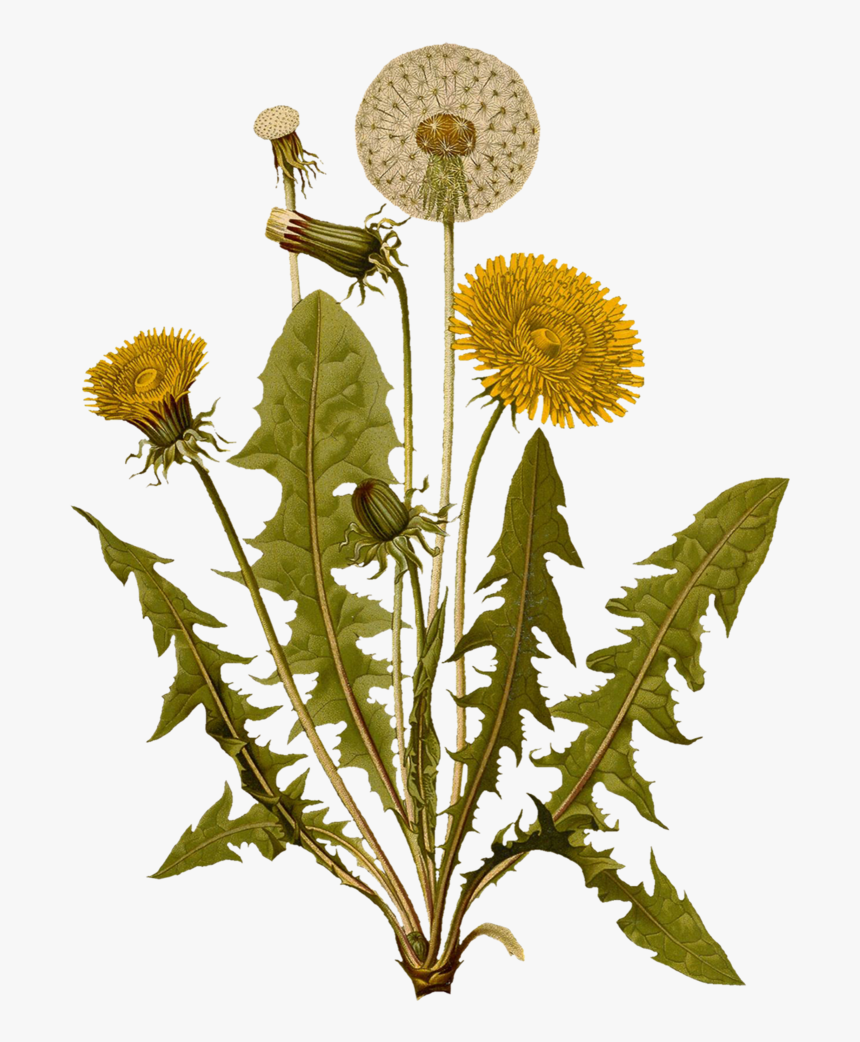 Dandelion10 Printfile Front - Botanical Illustration Dandelion Botanical Drawing, HD Png Download, Free Download