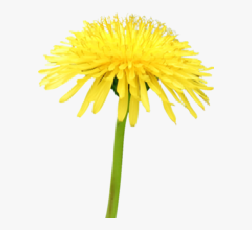 Dandelion Png Free Download - Flower Blue Sky, Transparent Png, Free Download