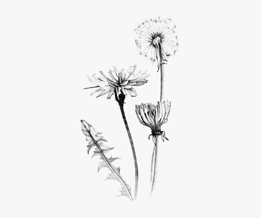Weed Flowers Drawing, HD Png Download, Free Download