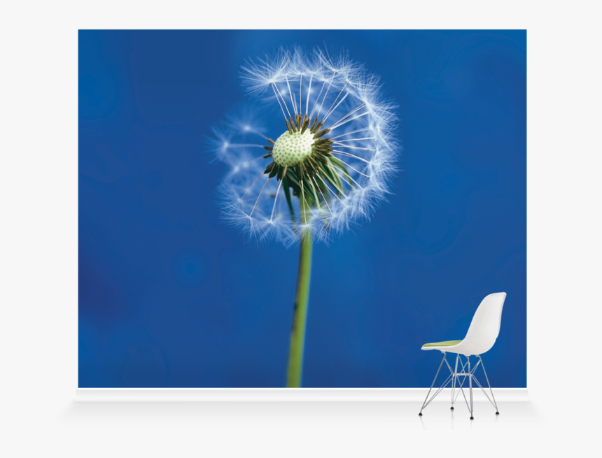 Dandelion, HD Png Download, Free Download